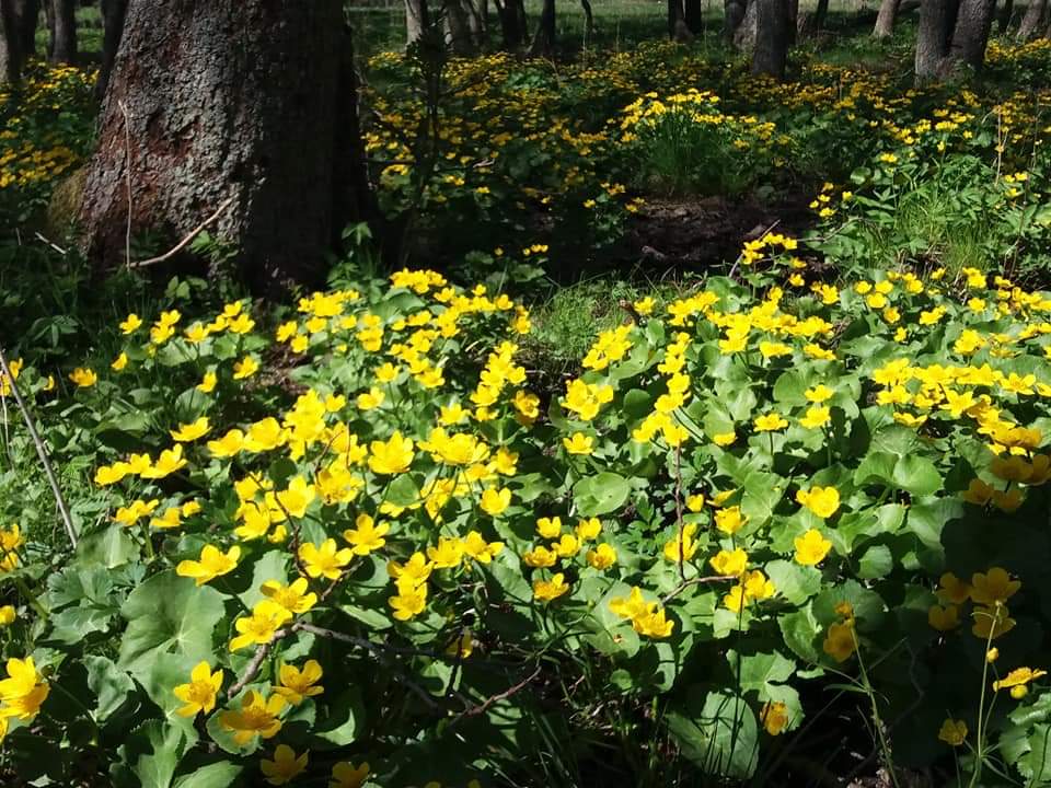 Kutsu kevätkokoukseen 21.05.2022